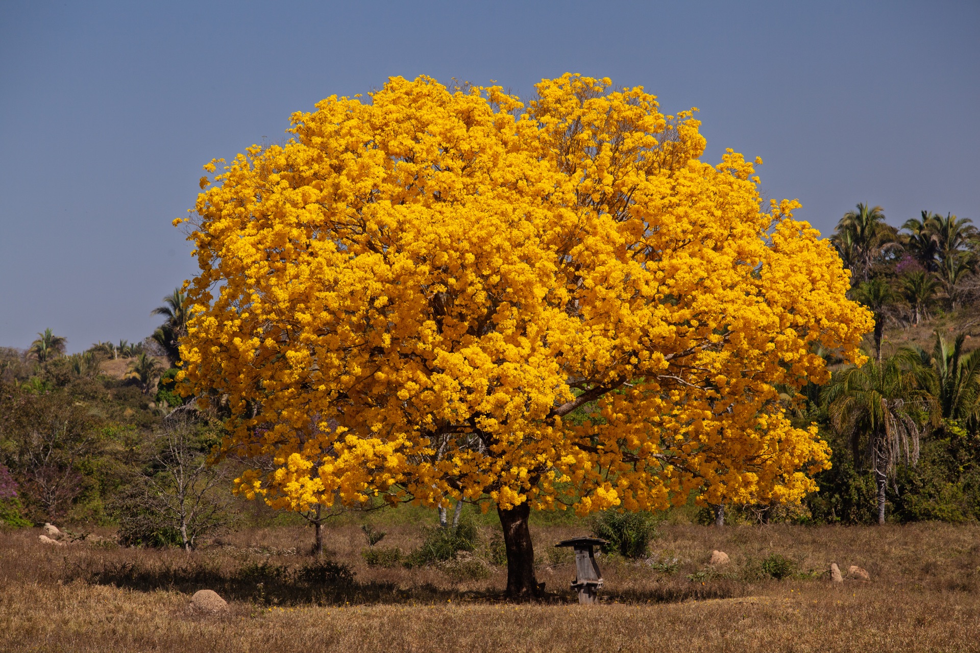Ypê Amarelo - Árvore símbolo do Cerrado